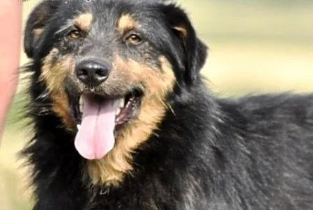 Barnejek kochany, pogodny, wesoły psiak ADOPCJA,