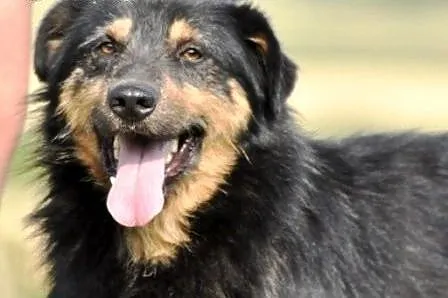 Barnejek kochany, pogodny, wesoły psiak ADOPCJA,  