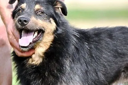 Barnejek kochany, pogodny, wesoły psiak ADOPCJA,  