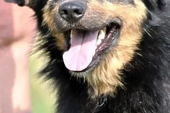 Barnejek kochany, pogodny, wesoły psiak ADOPCJA,  