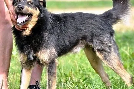 Barnejek kochany, pogodny, wesoły psiak ADOPCJA,  