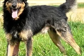 Barnejek kochany, pogodny, wesoły psiak ADOPCJA,  