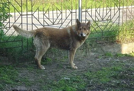 Bruder po śmierci właściciela szuka domu, łódzkie
