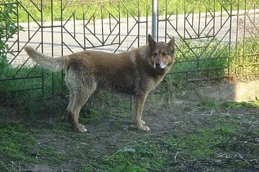 Bruder po śmierci właściciela szuka domu,  łódzkie