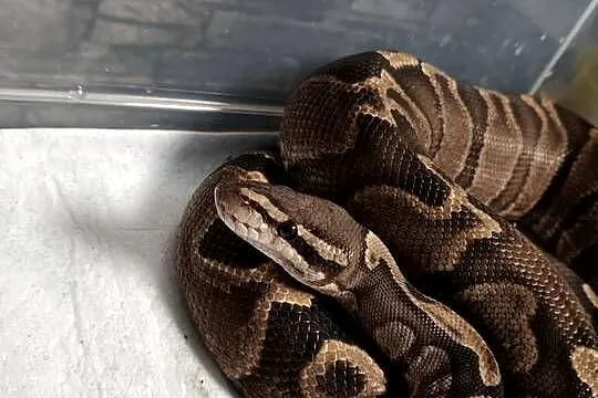 Pyton Królewski (Python Regius) GHI  Samica, Śląskie, Zabrze