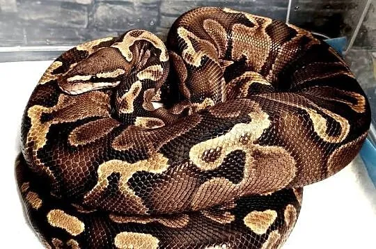 Pyton Królewski (Python Regius) GHI  Samica, Śląskie, Zabrze