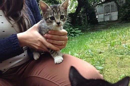 2 miesięczne kociaki do adopcji Poznan,  wielkopol