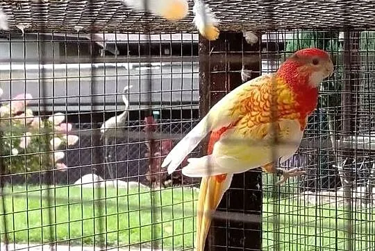 Papugi rozella biał., Pomorskie, Kościerzyna