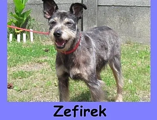 Zefirek - sznaucerkowaty psiak czeka w schronisku,