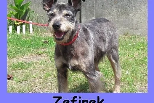 Zefirek - sznaucerkowaty psiak czeka w schronisku,