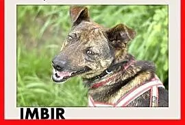 IMBIR,mały,łagodny,rodzinny,wesoły pręgowany piesek.ADOPCJA, małopolskie Tarnów