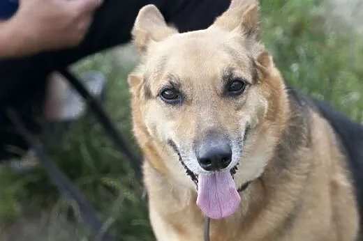 Boska Sara w typie ON do adopcji :),  łódzkie Łódź