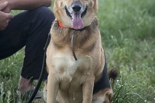 Boska Sara w typie ON do adopcji :),  łódzkie Łódź