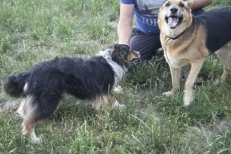 Boska Sara w typie ON do adopcji :),  łódzkie Łódź