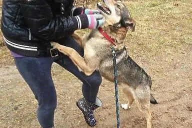 Kluseczka sunia na medal do pokochania!!!,  mazowi