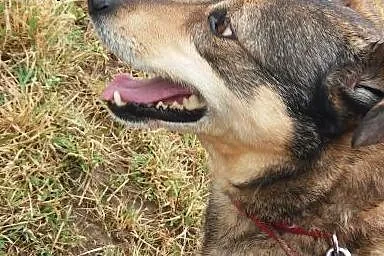 Kluseczka sunia na medal do pokochania!!!,  mazowi