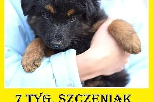 7 tyg. szczeniak,piesek FIOŁEK,duży docelowo, szczepiony,  dolnośląskie Wrocław