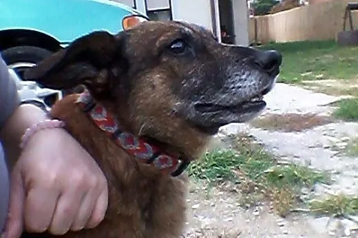 Misiek szuka domu, który doceni jego wspaniały cha