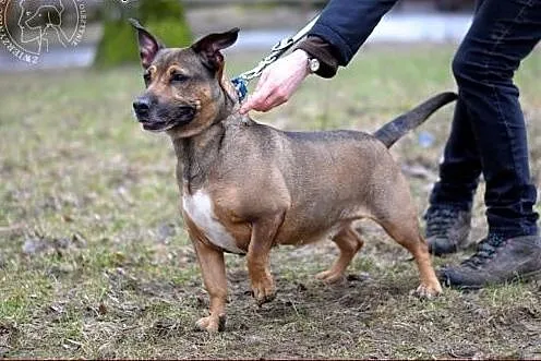 Tiga - mała, fantastyczna sunia :),  warmińsko-maz