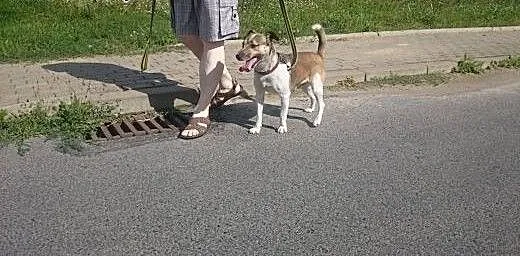 Energiczny Szwagier czeka na dom, lubuskie Gorzów