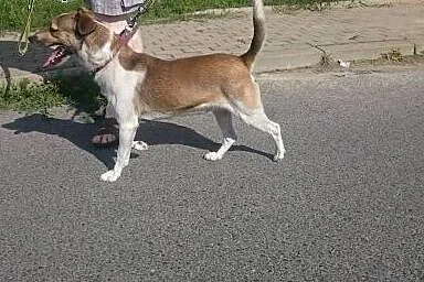 Energiczny Szwagier czeka na dom,  lubuskie Gorzów