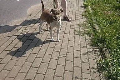 Energiczny Szwagier czeka na dom,  lubuskie Gorzów