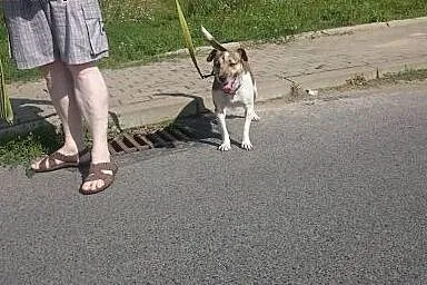 Energiczny Szwagier czeka na dom,  lubuskie Gorzów