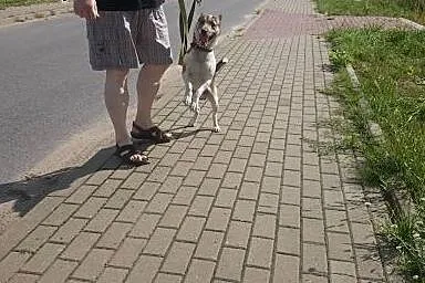Energiczny Szwagier czeka na dom,  lubuskie Gorzów