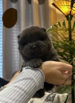 Männliche und weibliche Chow-Chow-Welpen zur Adoption verfügbar., , Berlin