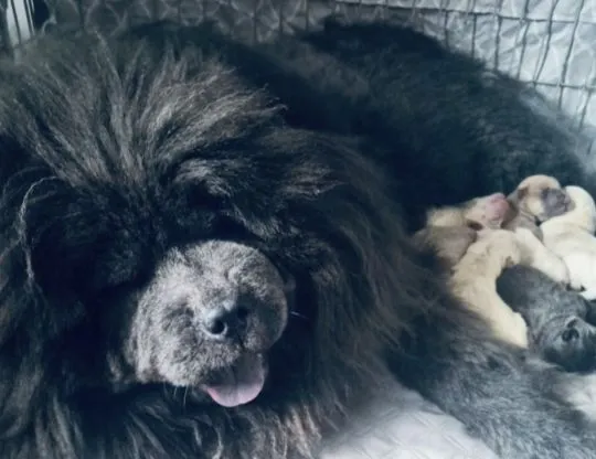 Männliche und weibliche Chow-Chow-Welpen zur Adoption verfügbar., , Berlin