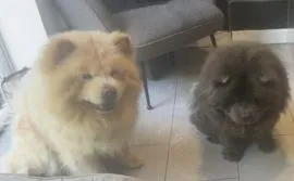 Männliche und weibliche Chow-Chow-Welpen zur Adoption verfügbar.