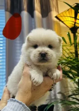 Männliche und weibliche Chow-Chow-Welpen zur Adoption verfügbar., , Berlin