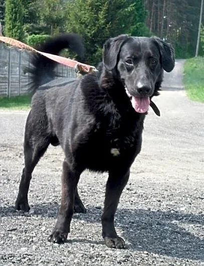 Chuligan - porzucony psiak szuka odpowiedzialnego
