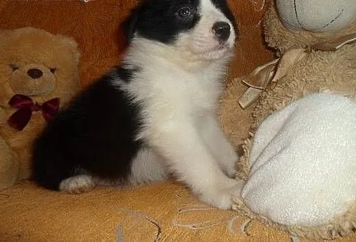 Border Collie, kujawsko-pomorskie Toruń