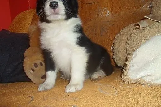 Border Collie,  kujawsko-pomorskie Toruń