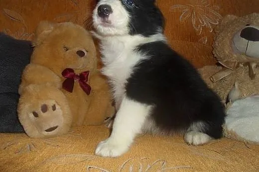 Border Collie,  kujawsko-pomorskie Toruń