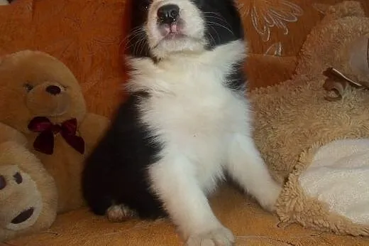 Border Collie,  kujawsko-pomorskie Toruń