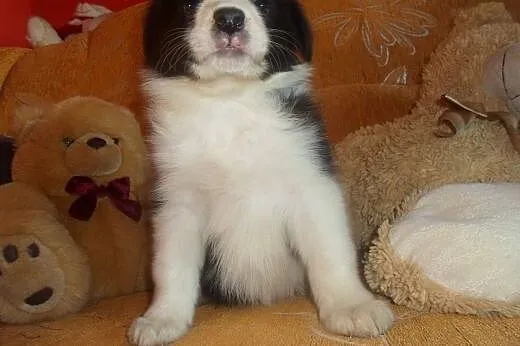 Border Collie,  kujawsko-pomorskie Toruń