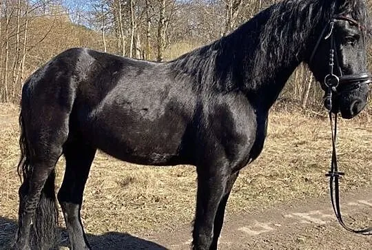 Ogier fryzyjski 3 latek, Zachodniopomorskie, Koszalin