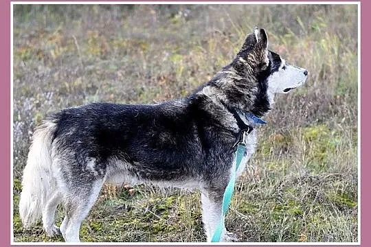 Duży pies rasy husky, grzeczny,łagodny,towarzyski 