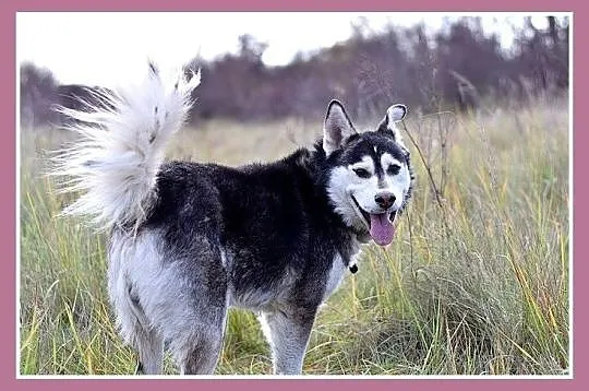 Duży pies rasy husky, grzeczny,łagodny,towarzyski 