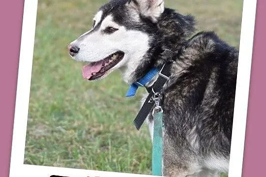 Duży pies rasy husky, grzeczny,łagodny,towarzyski 