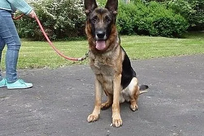 Roki - młody, łagodny owczarek niemiecki ADOPCJA, 
