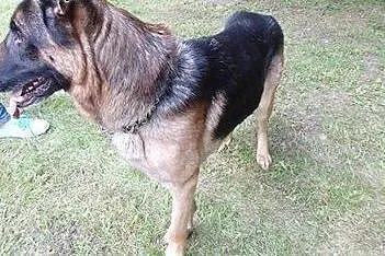 Roki - młody, łagodny owczarek niemiecki ADOPCJA, 