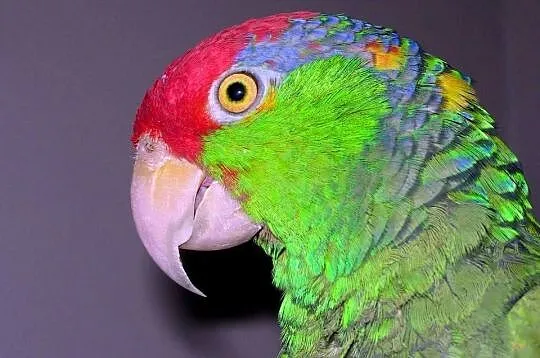 Amazonka Krasnogłowa Viridigenalis ręcznie karmiona oswojona pupil