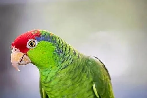 Amazonka Krasnogłowa Viridigenalis ręcznie karmiona oswojona pupil, Małopolskie, Kraków