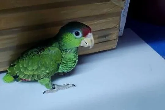 Amazonka Krasnogłowa Viridigenalis ręcznie karmiona oswojona pupil, Małopolskie, Kraków