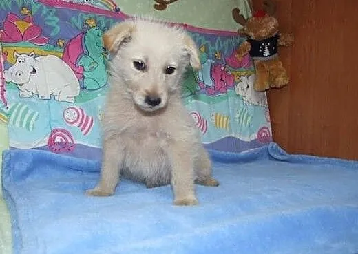 Biszkopcik 8 tyg.pięknioch,adopcja!!, świętokrzys