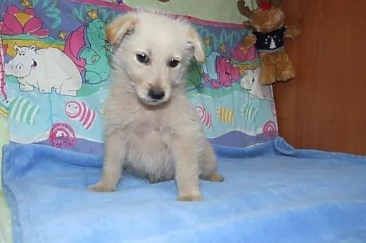 Biszkopcik 8 tyg.pięknioch,adopcja!!,  świętokrzys