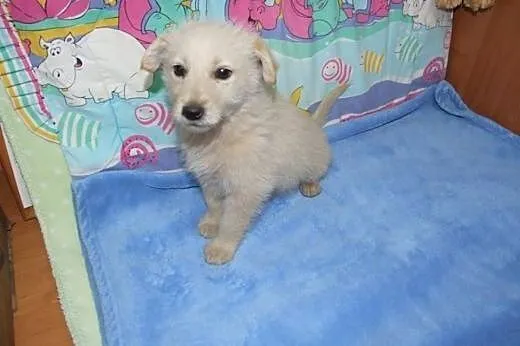 Biszkopcik 8 tyg.pięknioch,adopcja!!,  świętokrzys